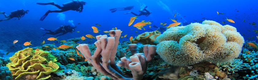 Underwater image provided by Bigstock